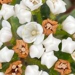 Viburnum tinus Flor