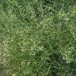 Galium elongatum Цвят