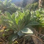 Lychnis coronaria Habitus