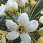 Pittosporum tobira Květ