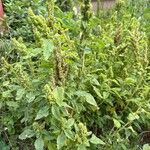 Amaranthus powellii Habit