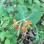 Lonicera ciliosa Flower