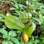 Strychnos phaeotricha Frucht