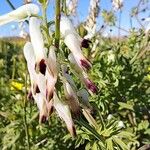 Fumaria capreolata Flower