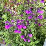 Salvia × jamensis Flower