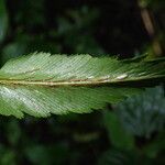 Asplenium friesiorum Листок