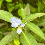 Commelina virginica Květ