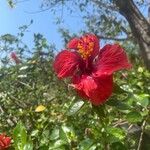 Hibiscus rosa-sinensisFlor