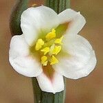 Polygonum equisetiforme Λουλούδι