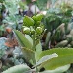 Kalanchoe gastonis-bonnieriЦвят