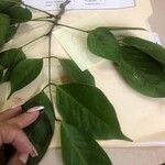 Platymiscium pinnatum Leaf