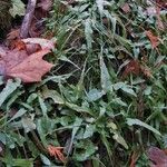 Asplenium rhizophyllum Hábitos