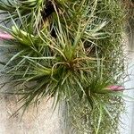 Tillandsia tenuifolia 整株植物