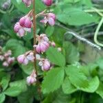 Pyrola asarifolia Цветок