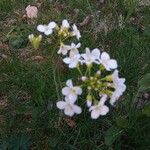 Cardamine pratensis 花