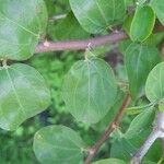 Ziziphus spina-christi 葉