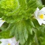 Euphrasia officinalis Blatt