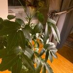 Castanospermum australe Frunză