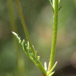 Gilia achilleifolia Corteza