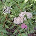 Spiraea japonicaFlower