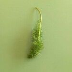 Utricularia intermedia Blatt