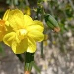 Jasminum nudiflorumFiore