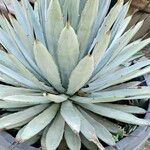 Agave macroacantha Ліст