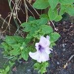 Petunia × atkinsiana Flower