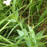 Epilobium glaberrimum Hábito