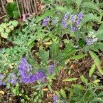 Caryopteris × clandonensisΛουλούδι