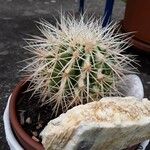 Echinocereus dasyacanthus Хабит