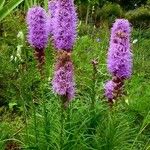 Liatris pycnostachya 形態