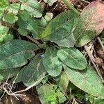 Taraxacum obovatum Blad