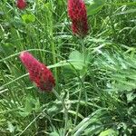 Trifolium incarnatumফুল