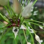 Allium canadense Frukto