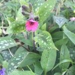 Pulmonaria affinis Flower