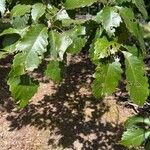 Quercus montana Hoja