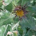 Centaurea benedicta Fiore