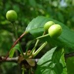 Prunus avium Fruit