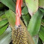Aechmea pineliana Kvet