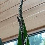 Cordyline stricta Flower