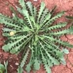 Erysimum repandum Blad