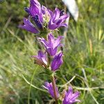 Campanula glomerata Blüte