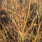 Themeda triandra Habit