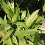 Aspidistra elatior Feuille