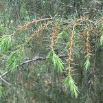 Acacia verticillata Folha