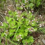 Endostemon villosus Habit