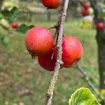 Malus hupehensis Плід