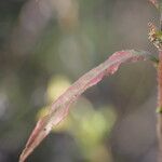Oenothera biennis Leaf