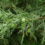 Juniperus pseudosabina Gyümölcs